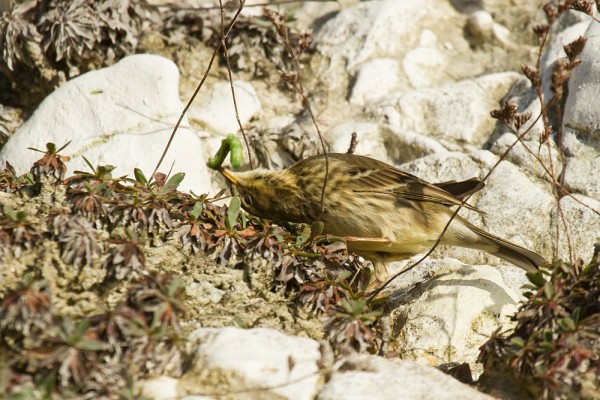 rock pipit