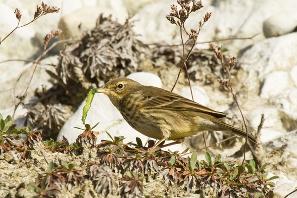 rock pipit