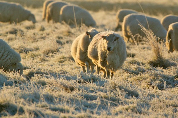 Sheep 