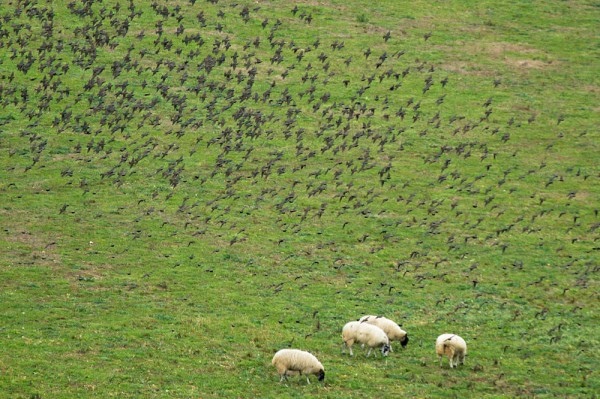 Starlings