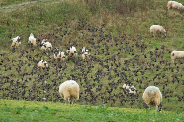 Starlings