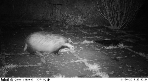 badger