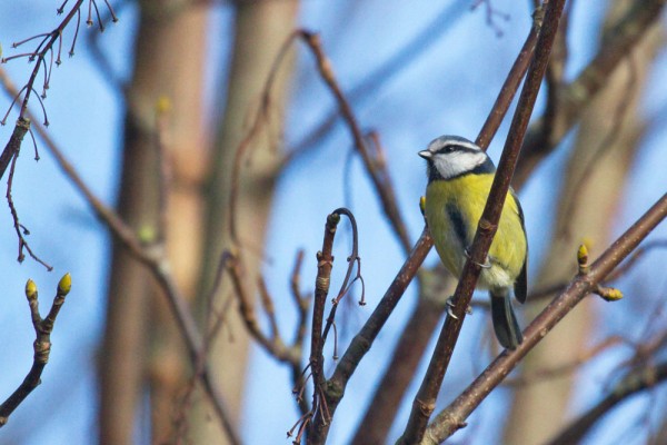 Blue Tit