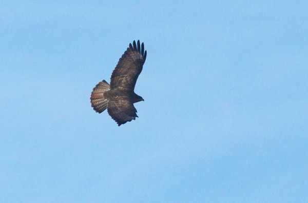 Common Buzzard