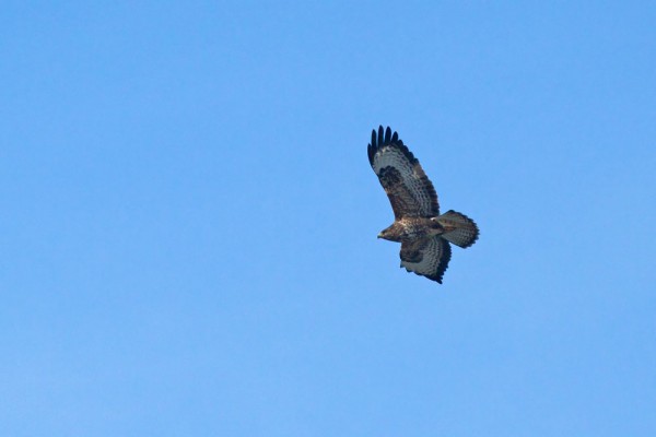 Common Buzzard
