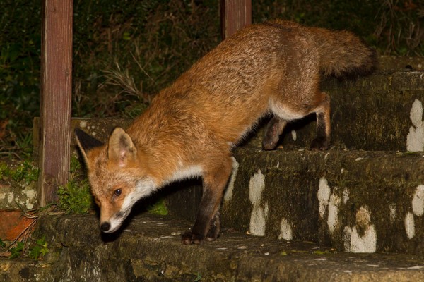 fox