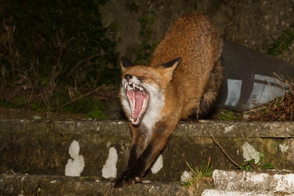 Fox yawning