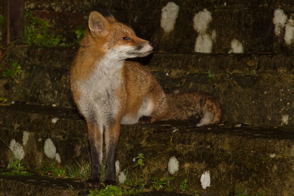 Fox on steps