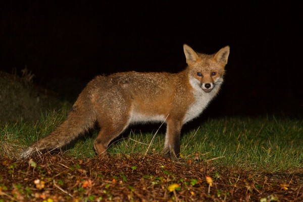 Foxes