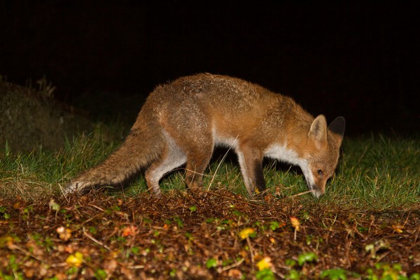 Foxes