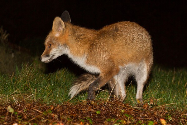 Foxes