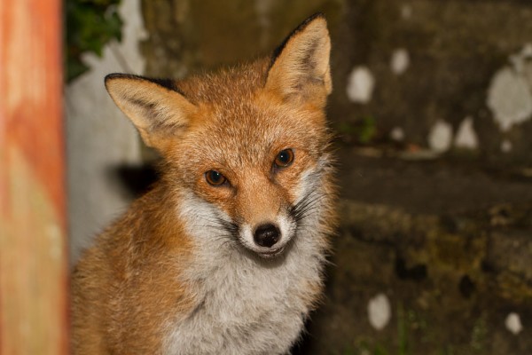 Fox in garden