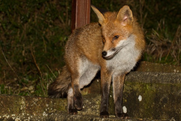 Fox holding hind leg