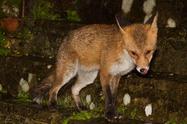 Fox in garden after rain