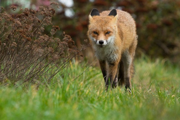 Fox in garden during daylight