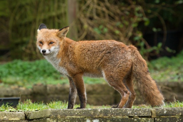 Fox in garden during daylight