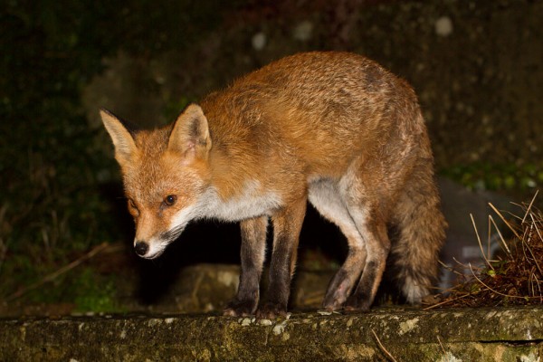 Fox in garden after rain