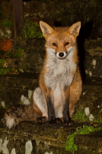 Fox in garden after rain
