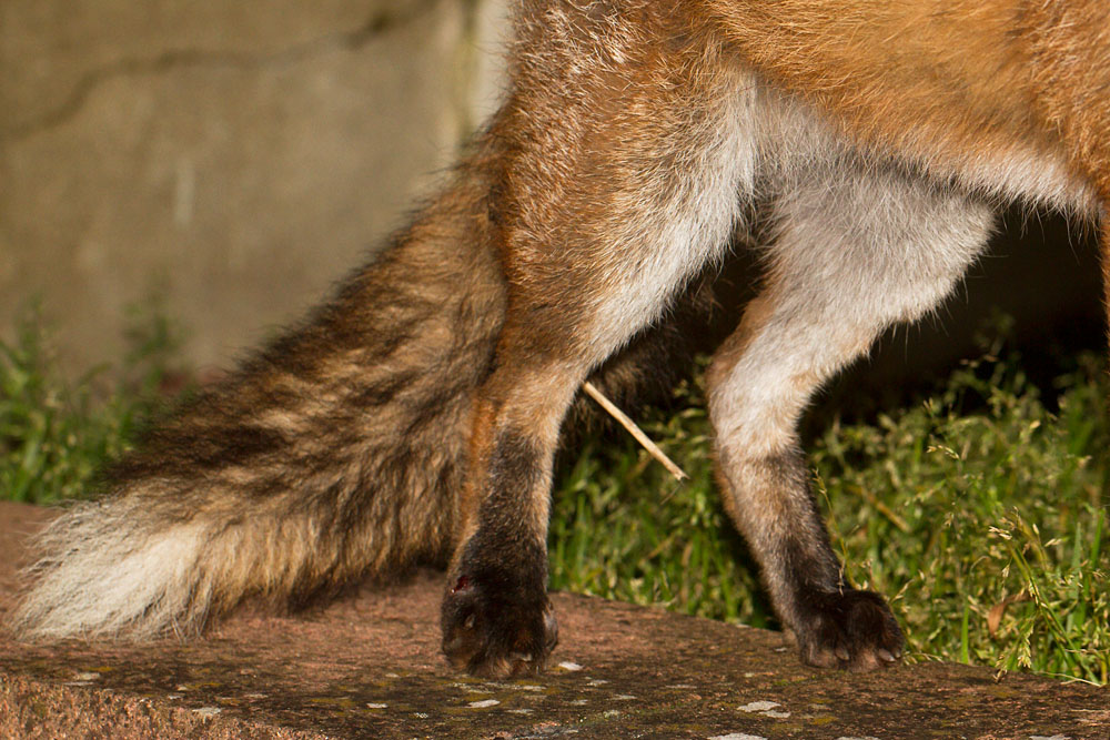 Close-up of injured fox leg (rear), now healed.