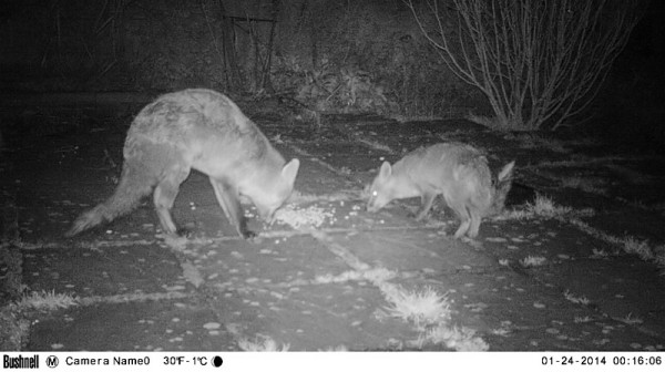 two foxes