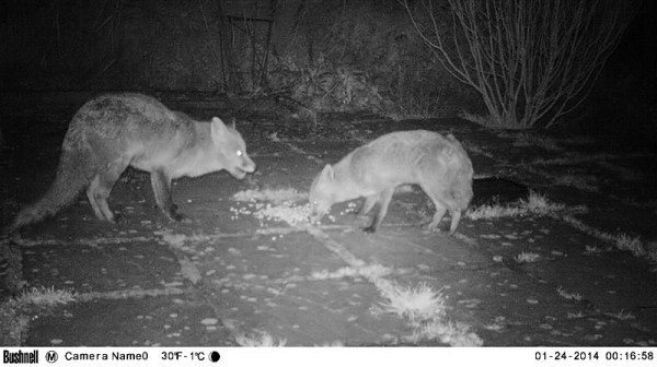 two foxes