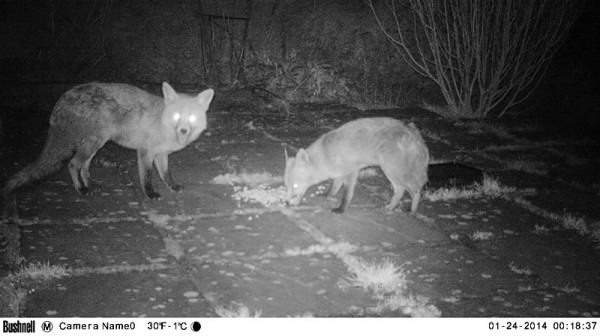 two foxes