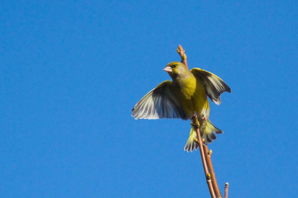 Greenfinch 