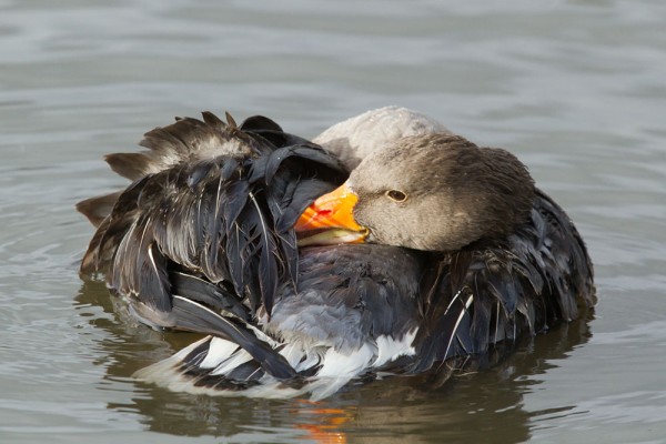 Greylag goose making a big splash
