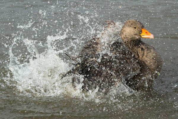 Greylag goose making a big splash