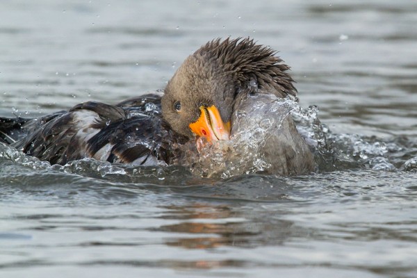 Greylag goose making a big splash