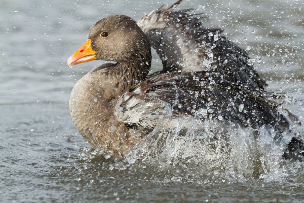 Greylag goose making a big splash