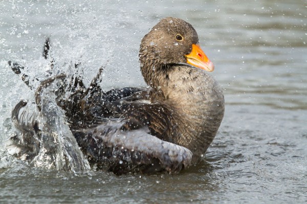 Greylag goose making a big splash