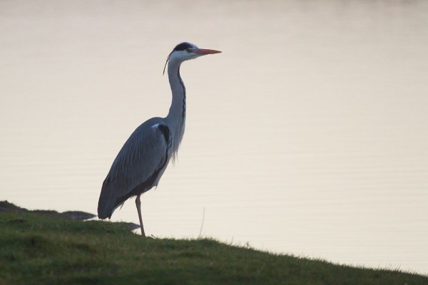 Grey heron