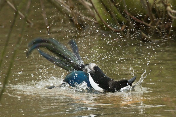 Magpie bathing
