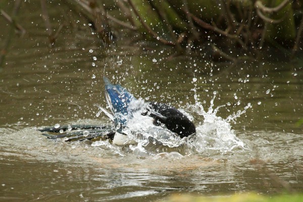 Magpie bathing