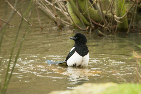 Magpie bathing