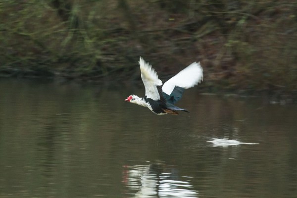 Muscovy duck 