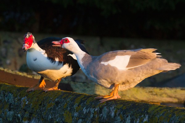 Muscovy ducks