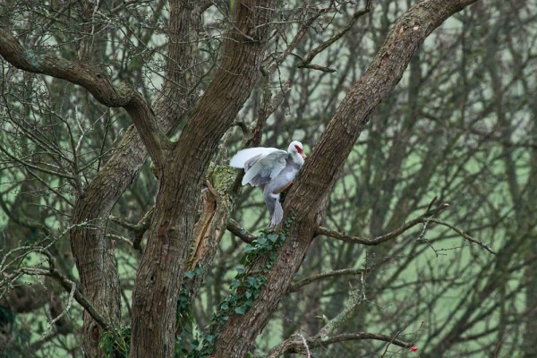 Muscovy duck (female) in tree