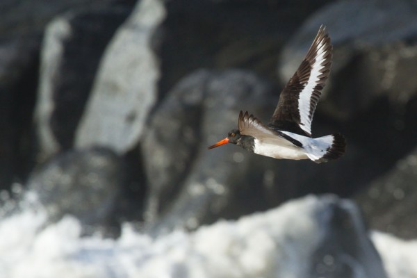 Oystercatcher 