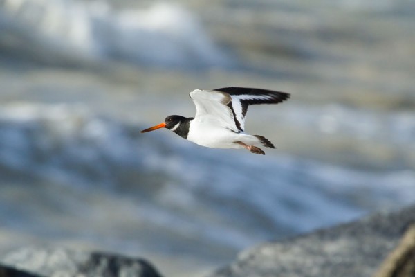 Oystercatcher 