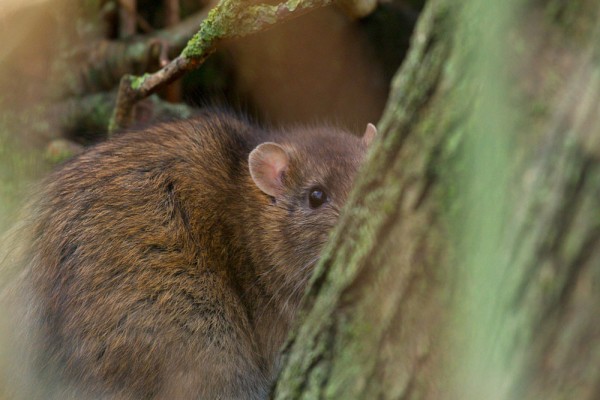 rat