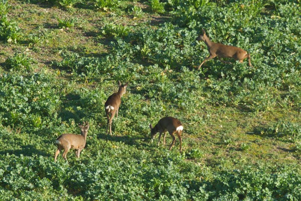 Roe deer 
