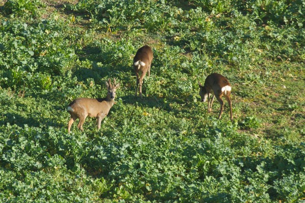 Roe deer 