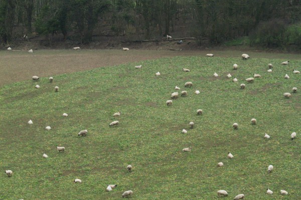 Sheep
