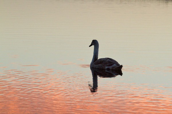 Juvenile swan