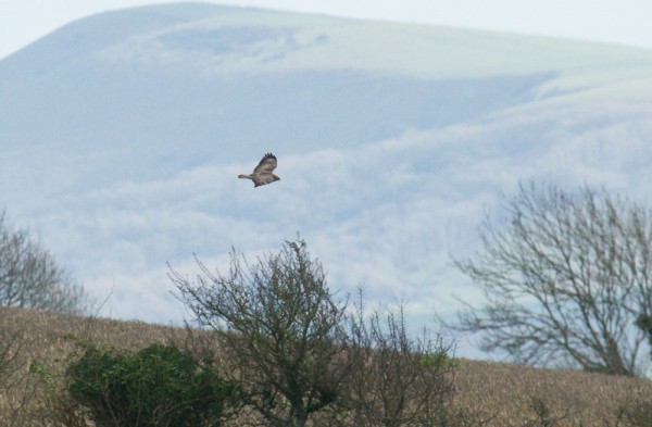 buzzard