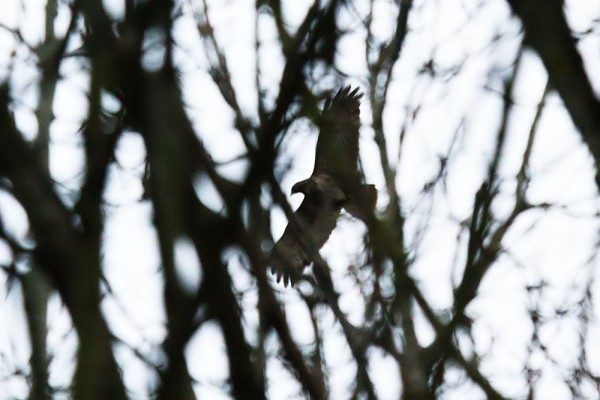 buzzard