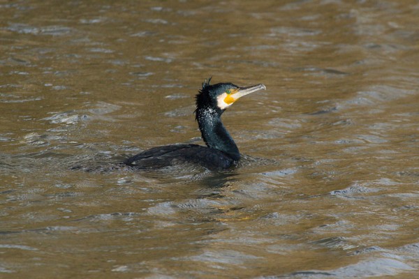 Cormorant 