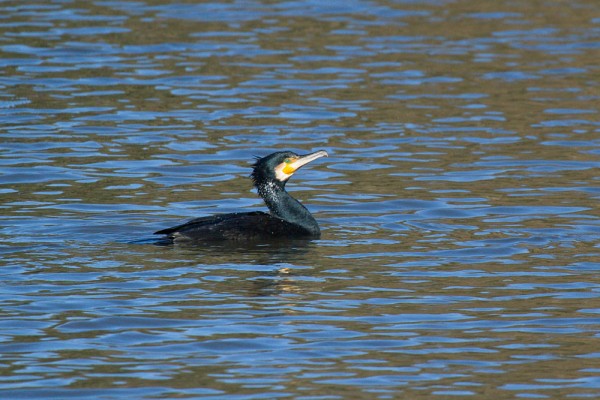 Cormorant 
